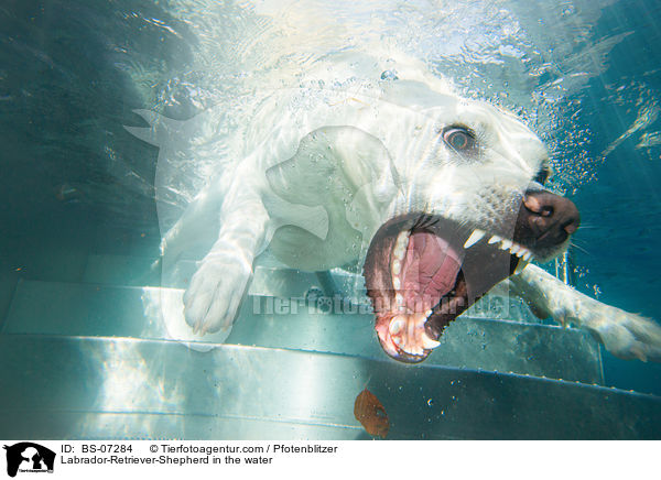 Labrador-Retriever-Shepherd in the water / BS-07284