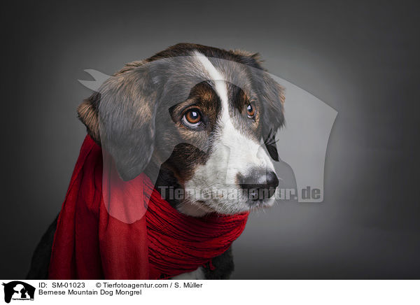 Berner Sennenhund Mischling / Bernese Mountain Dog Mongrel / SM-01023