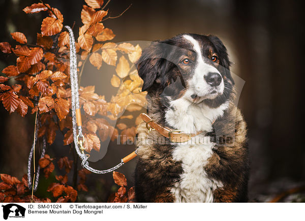 Berner Sennenhund Mischling / Bernese Mountain Dog Mongrel / SM-01024