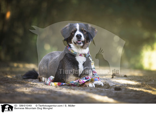 Berner Sennenhund Mischling / Bernese Mountain Dog Mongrel / SM-01049