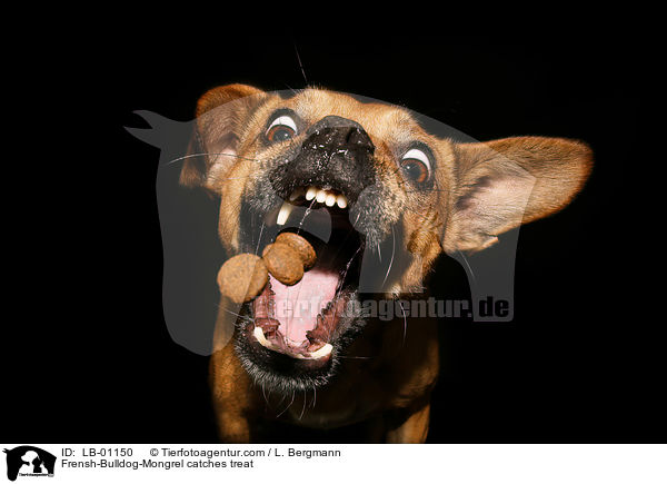 Franzsiche-Bulldogge-Mischling fngt Leckerli / Frensh-Bulldog-Mongrel catches treat / LB-01150