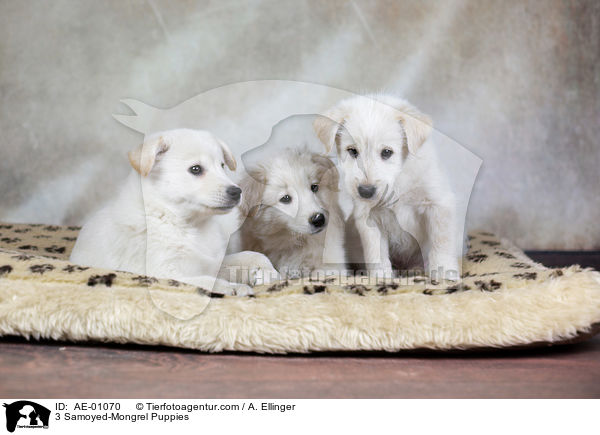 3 Samojede-Mischling Welpen / 3 Samoyed-Mongrel Puppies / AE-01070