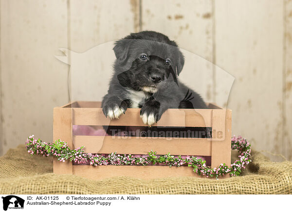 Australian-Shepherd-Labrador Puppy / AK-01125