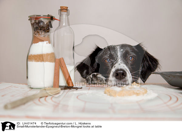 Kleiner-Mnsterlnder-Epagneul-Breton-Mischling schaut auf den Tisch / Small-Munsterlander-Epagneul-Breton-Mongrel looks at table / LH-01474