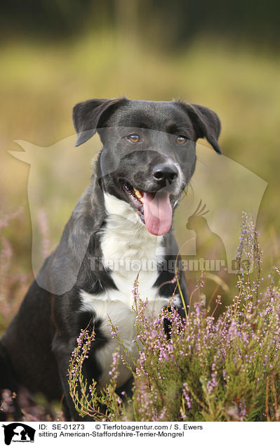 sitzender American-Staffordshire-Terrier-Mischling / sitting American-Staffordshire-Terrier-Mongrel / SE-01273