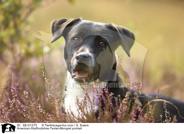 American-Staffordshire-Terrier-Mischling Portrait / American-Staffordshire-Terrier-Mongrel portrait / SE-01275