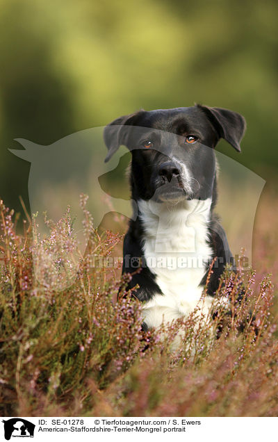 American-Staffordshire-Terrier-Mischling Portrait / American-Staffordshire-Terrier-Mongrel portrait / SE-01278