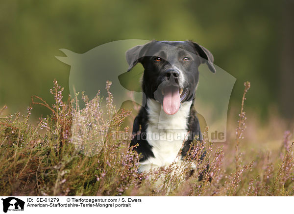 American-Staffordshire-Terrier-Mischling Portrait / American-Staffordshire-Terrier-Mongrel portrait / SE-01279