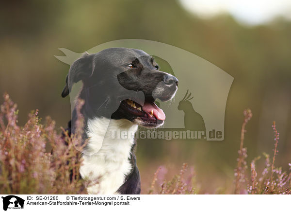 American-Staffordshire-Terrier-Mischling Portrait / American-Staffordshire-Terrier-Mongrel portrait / SE-01280