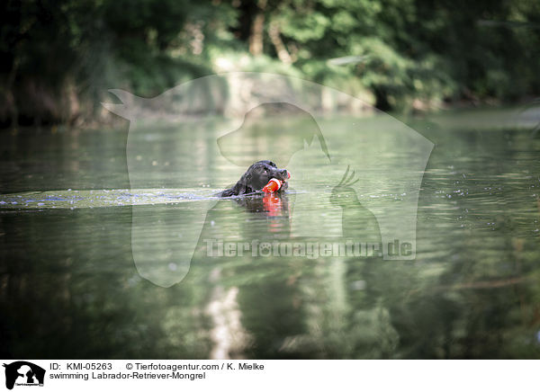 schwimmender Labrador-Retriever-Mix / swimming Labrador-Retriever-Mongrel / KMI-05263