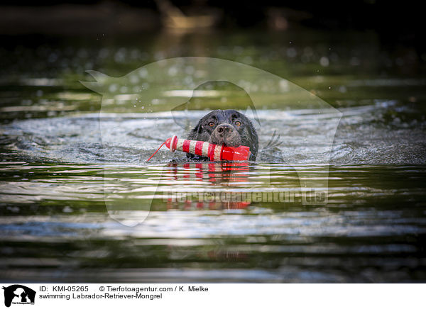 schwimmender Labrador-Retriever-Mix / swimming Labrador-Retriever-Mongrel / KMI-05265