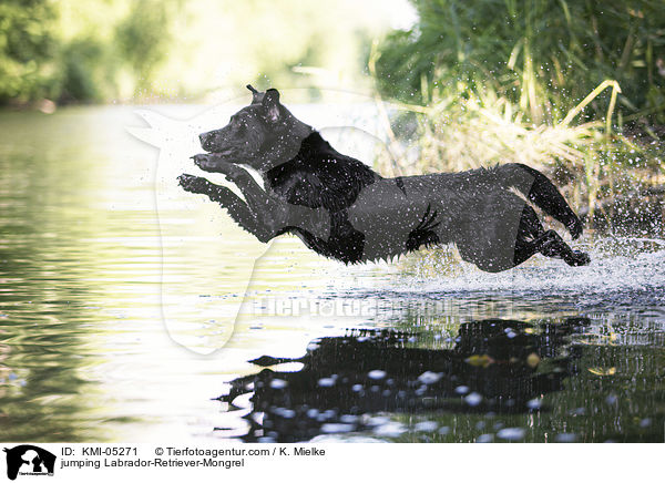 springender Labrador-Retriever-Mix / jumping Labrador-Retriever-Mongrel / KMI-05271