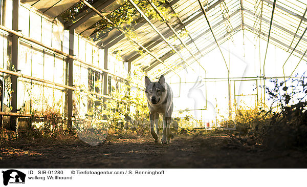 laufender Wolfshund / walking Wolfhound / SIB-01280