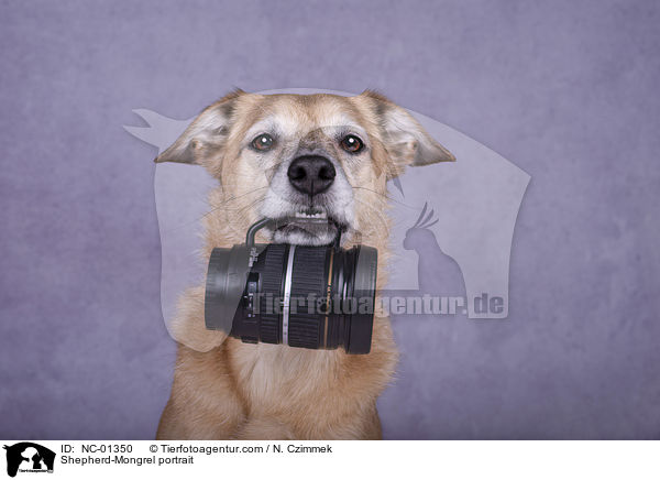 Schferhund-Mischling Portrait / Shepherd-Mongrel portrait / NC-01350