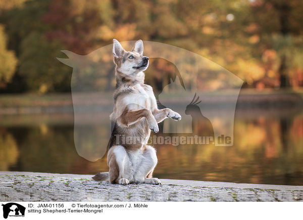 sitzender Schferhund-Terrier-Mischling / sitting Shepherd-Terrier-Mongrel / JAM-01156