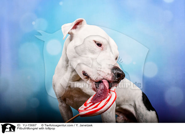 Pitbull-Mischling mit Lolli / Pitbull-Mongrel with lollipop / YJ-15687