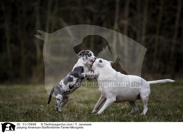 spielende American-Staffordshire-Terrier-Mischlinge / playing American-Staffordshire-Terrier-Mongrels / YJ-15699