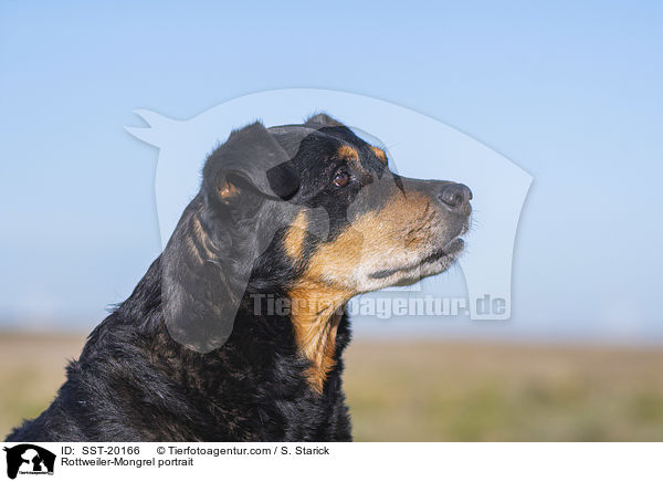 Rottweiler-Mischling Portrait / Rottweiler-Mongrel portrait / SST-20166