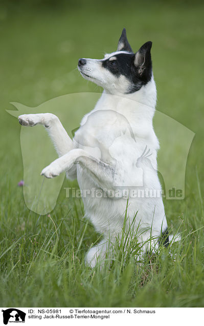 sitzender Jack-Russell-Terrier-Mischling / sitting Jack-Russell-Terrier-Mongrel / NS-05981