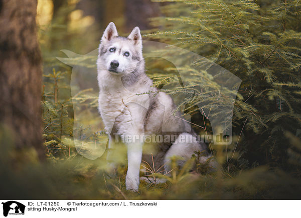 sitzender Husky-Mischling / sitting Husky-Mongrel / LT-01250