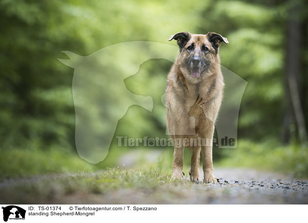 stehender Schferhund-Mischling / standing Shepherd-Mongrel / TS-01374