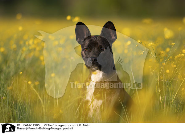 Basenji-Franzsische-Bulldogge-Mischling Portrait / Basenji-French-Bulldog-Mongrel portrait / KAM-01385