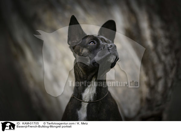 Basenji-Franzsische-Bulldogge-Mischling Portrait / Basenji-French-Bulldog-Mongrel portrait / KAM-01705