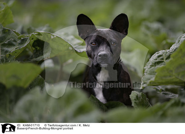 Basenji-Franzsische-Bulldogge-Mischling Portrait / Basenji-French-Bulldog-Mongrel portrait / KAM-01710