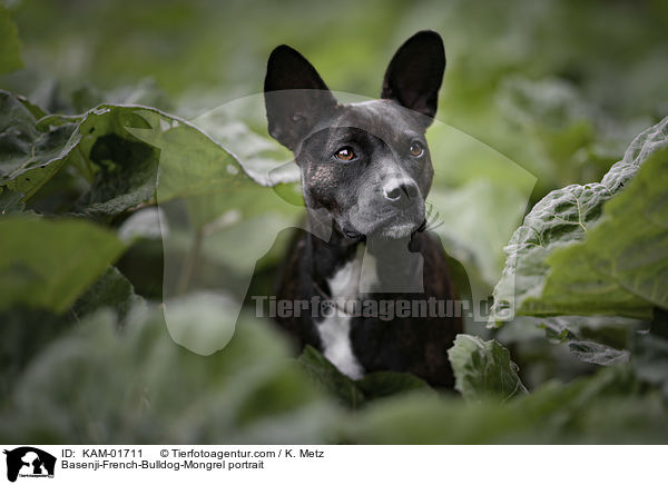 Basenji-Franzsische-Bulldogge-Mischling Portrait / Basenji-French-Bulldog-Mongrel portrait / KAM-01711