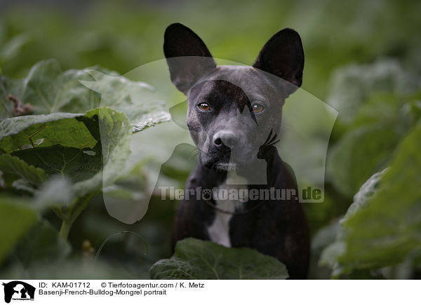 Basenji-Franzsische-Bulldogge-Mischling Portrait / Basenji-French-Bulldog-Mongrel portrait / KAM-01712