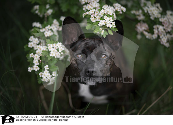 Basenji-Franzsische-Bulldogge-Mischling Portrait / Basenji-French-Bulldog-Mongrel portrait / KAM-01721