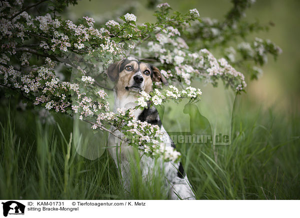 sitzender Bracken-Mischling / sitting Bracke-Mongrel / KAM-01731