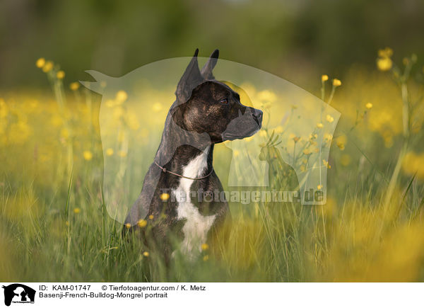 Basenji-Franzsische-Bulldogge-Mischling Portrait / Basenji-French-Bulldog-Mongrel portrait / KAM-01747