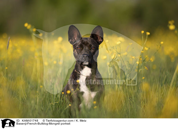 Basenji-Franzsische-Bulldogge-Mischling Portrait / Basenji-French-Bulldog-Mongrel portrait / KAM-01748