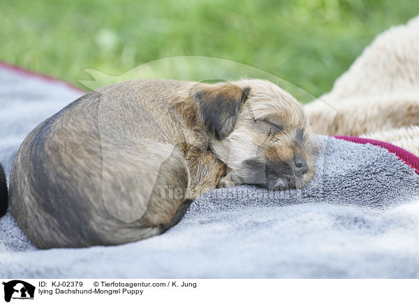 liegender Dackel-Mischling Welpe / lying Dachshund-Mongrel Puppy / KJ-02379