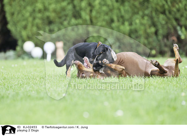 spielende 2 Hunde / playing 2 Dogs / KJ-02453