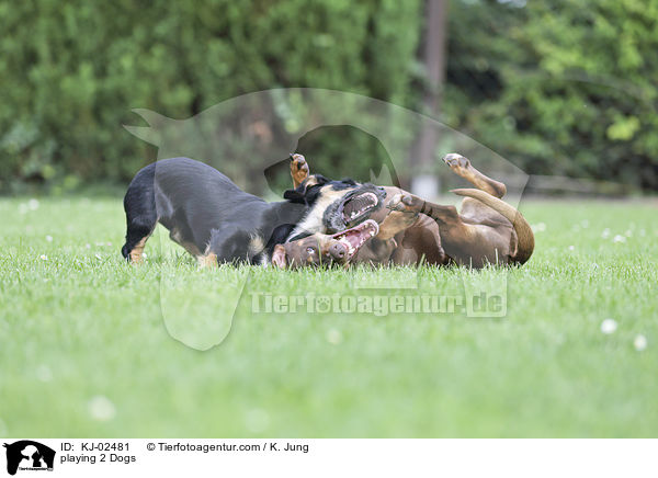 spielende 2 Hunde / playing 2 Dogs / KJ-02481