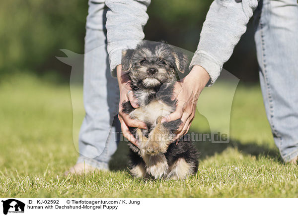 Mensch mit Dackel-Mischling Welpe / human with Dachshund-Mongrel Puppy / KJ-02592