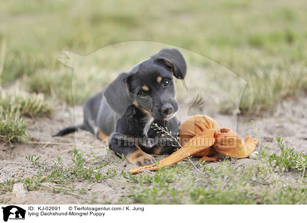 liegender Dackel-Mischling Welpe / lying Dachshund-Mongrel Puppy / KJ-02691