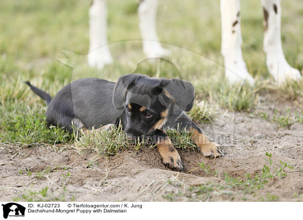 Dackel-Mischling Welpe mit Dalmatiner / Dachshund-Mongrel Puppy with Dalmatian / KJ-02723