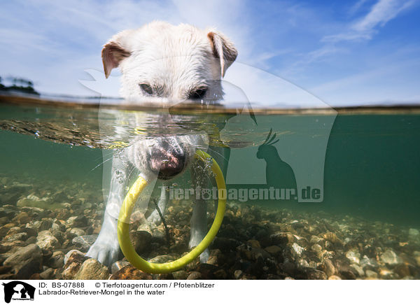 Labrador-Retriever-Mongel in the water / BS-07888