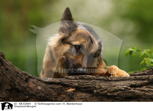 Schferhund-Mischling / Shepherd-Mongrel / KB-02664