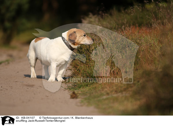 schnuppernder Jack-Russell-Terrier-Mischling / snuffling Jack-Russell-Terrier-Mongrel / KB-04107