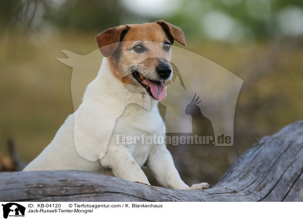 Jack-Russell-Terrier-Mischling / Jack-Russell-Terrier-Mongrel / KB-04120