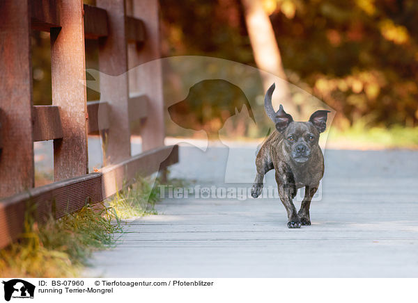 rennender Terrier-Mischling / running Terrier-Mongrel / BS-07960
