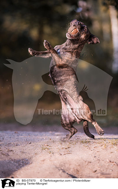 spielender Terrier-Mischling / playing Terrier-Mongrel / BS-07970
