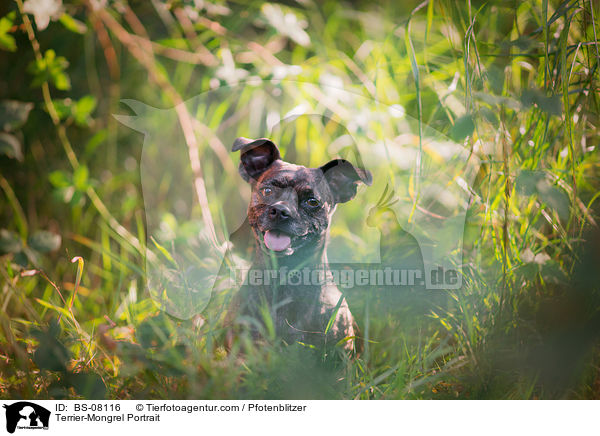 Terrier-Mischling Portrait / Terrier-Mongrel Portrait / BS-08116