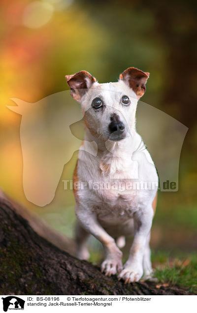 stehender Jack-Russell-Terrier-Mischling / standing Jack-Russell-Terrier-Mongrel / BS-08196