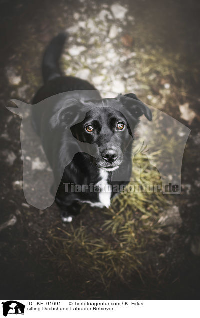 sitzender Dackel-Labrador-Retriever / sitting Dachshund-Labrador-Retriever / KFI-01691