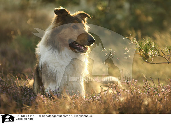 Collie-Mischling / Collie-Mongrel / KB-04444